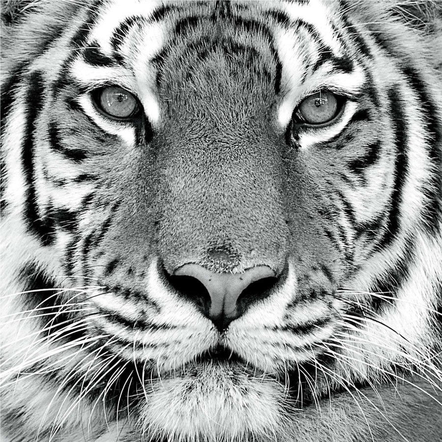 Wall Art * | 30X30 Tiger Canvas Art Promotion